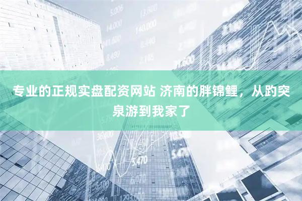 专业的正规实盘配资网站 济南的胖锦鲤，从趵突泉游到我家了